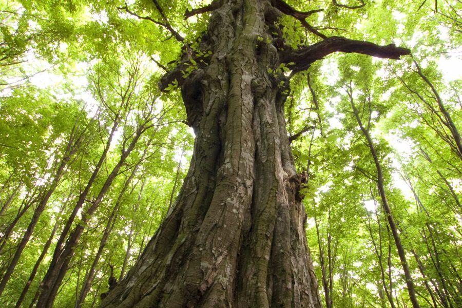 arbre (1)